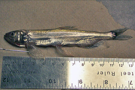 Photo of a Longfin Smelt