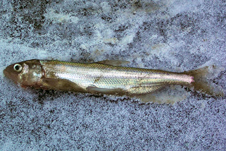 Photo of a Longfin Smelt