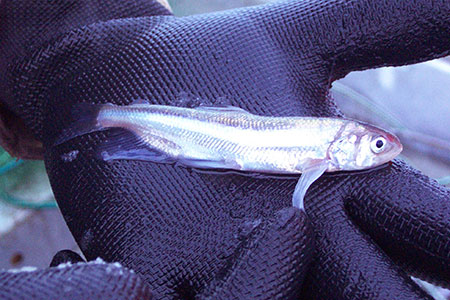 Photo of a Longfin Smelt