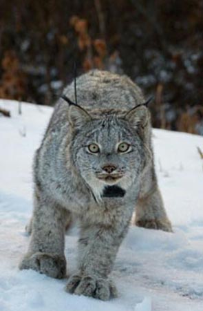 Photo of a Lynx
