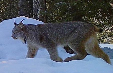 Photo of a Lynx