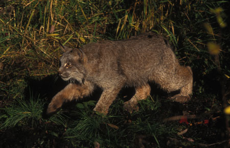 Photo of a Lynx