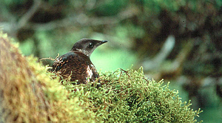 Photo of a Marbled Murrelet