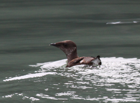 Photo of a Marbled Murrelet