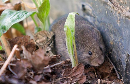 Photo of a meadow vole