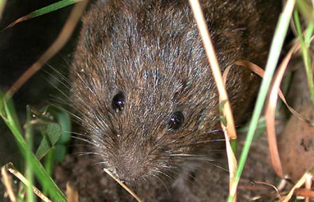 Photo of a Meadow Vole