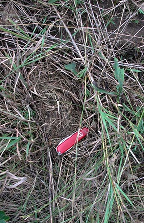 Photo of a Meadow Vole