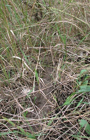 Image of Meadow Vole tracks
