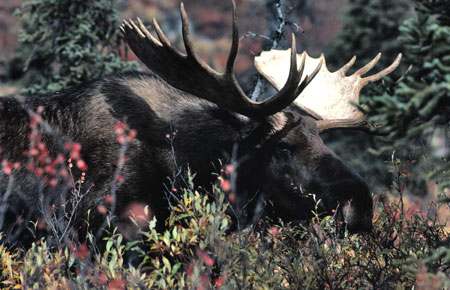 Photo of a Moose