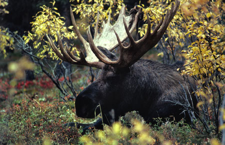 Photo of a Moose