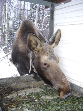 Photo of a Moose