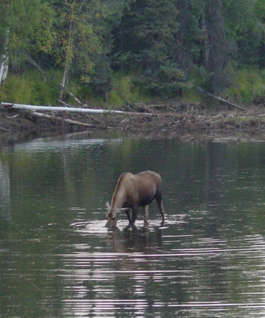 Photo of a Moose