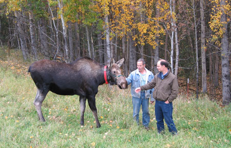 Photo of a Moose