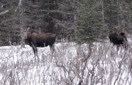 Photo of a Moose