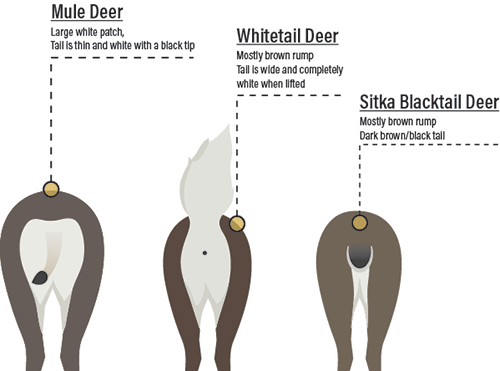 Mule deer, large white patch, tail is thin and white with a black top; Whitetail deer, mostly brown rump, tail is wide and completely white when lifted; Sitka blacktail deer, mostly brown rump, dark brown/black tail