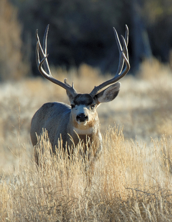 Photo of a Mule Deer