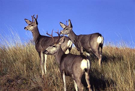 Photo of a Mule Deer