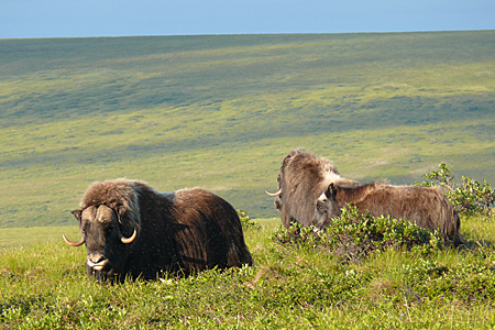 Photo of a Muskox