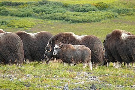 Photo of a Muskox