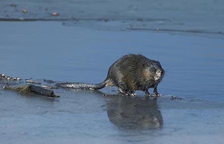 Photo of a Muskrat