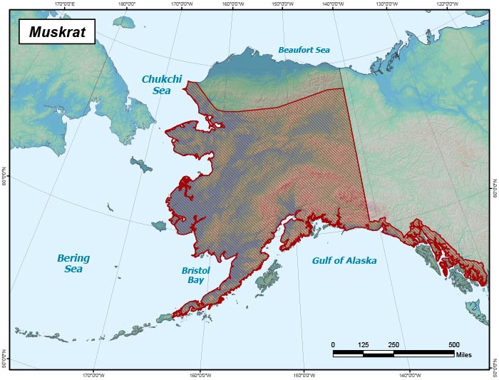 Range map of Muskrat in Alaska
