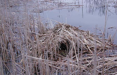 Photo of a Muskrat