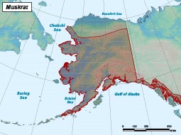 Muskrat range map