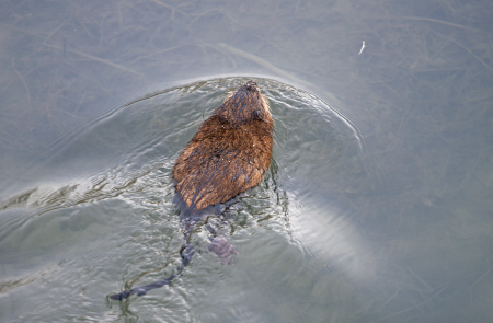 Photo of a Muskrat