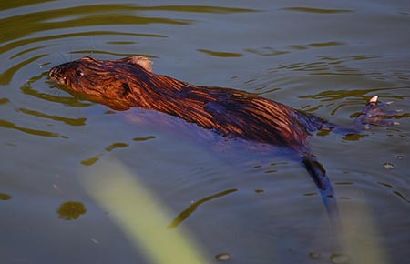 Picture of a Muskrat
