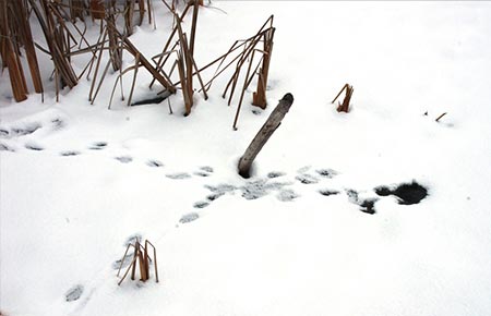 Image of Muskrat tracks