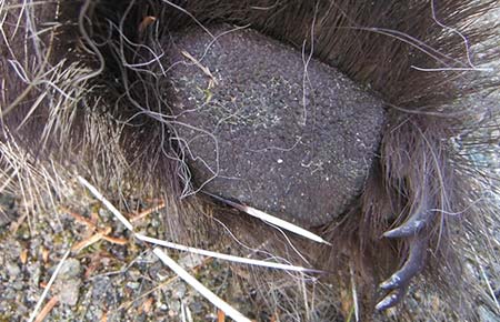 Photo of a North American Porcupine