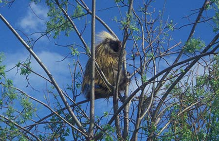 Photo of a North American Porcupine