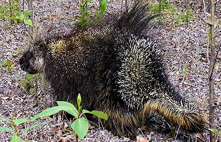 Photo of a North American Porcupine
