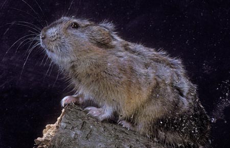 Photo of a Northern Collared Lemming