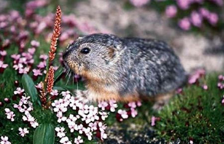 Photo of a Northern Collared Lemming