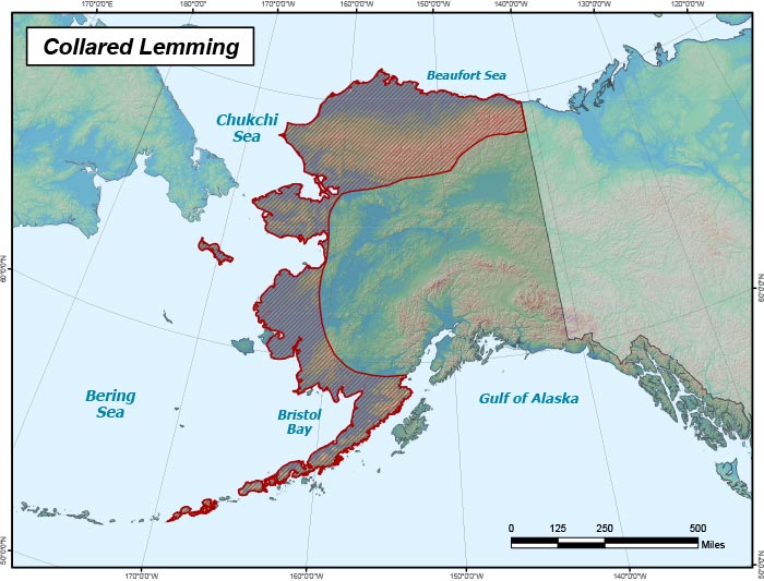 Range map of Northern Collared Lemming in Alaska