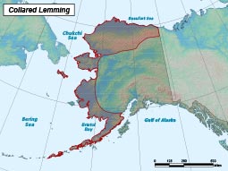 Northern Collared Lemming Species Profile, Alaska Department of Fish and  Game