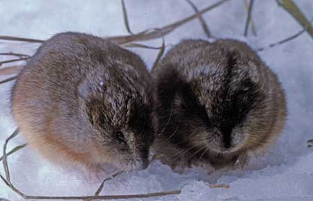 Photo of a Northern Collared Lemming