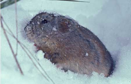 Photo of a Northern Collared Lemming