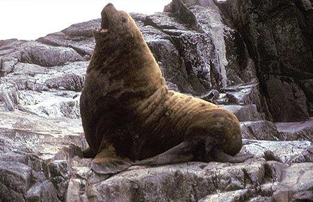 Photo of a Northern Fur Seal