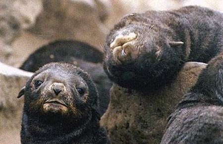 Photo of a Northern Fur Seal