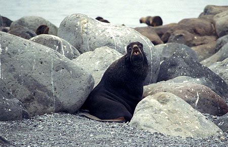 Photo of a Northern Fur Seal