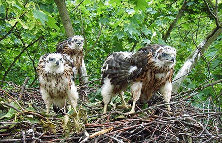 Photo of a Northern Goshawk