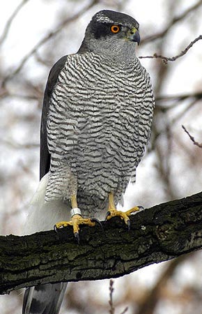 Photo of a Northern Goshawk