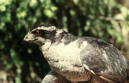 Photo of a Northern Goshawk