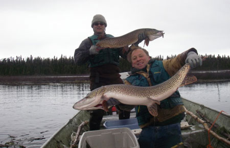 Photo of a Northern Pike