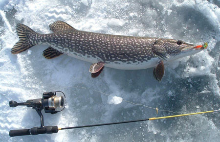Northern Pike Species Profile, Alaska Department of Fish and ...