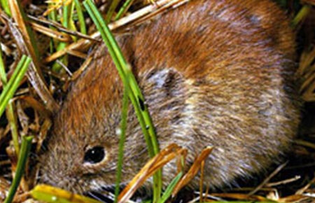 Photo of a Northern Red-backed Vole