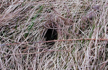 Photo of a Northern Red-backed Vole