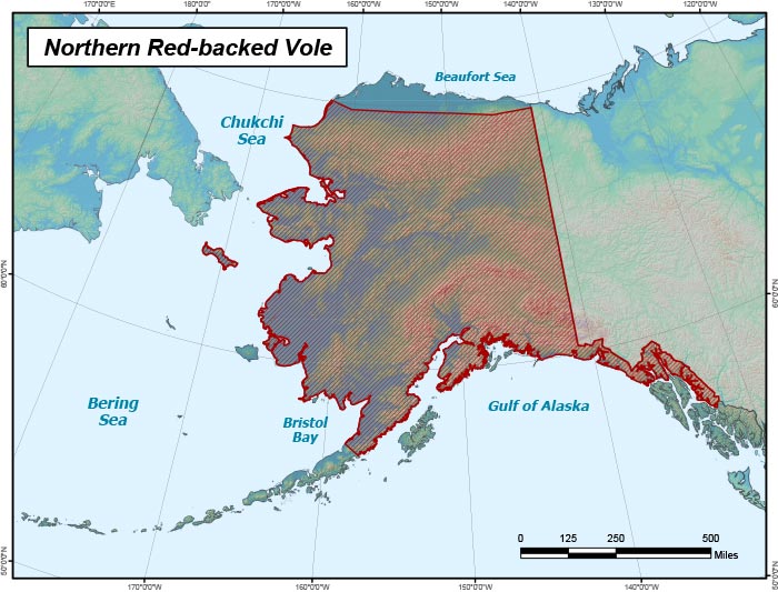 Range map of Northern Red-backed Vole in Alaska
